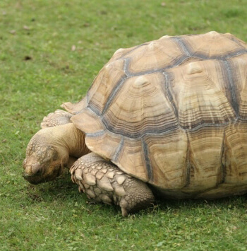 亀のたまご詰まりと健康診断 大阪府堺市の動物病院 キキ動物病院 堺市 和泉市 大阪市 岸和田市