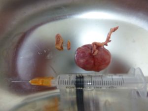 鳥（セキセイインコやオカメインコなど）の嚢胞性卵管・嚢胞性卵巣疾患（COD）（お腹がでている、呼吸が早いなど）【大阪府堺市の動物病院】