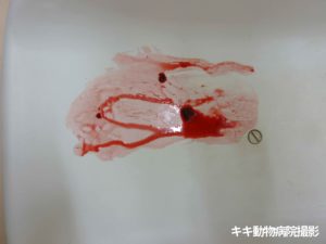 ウサギ血尿 （血・出血・下血）【大阪府堺市の動物病院】