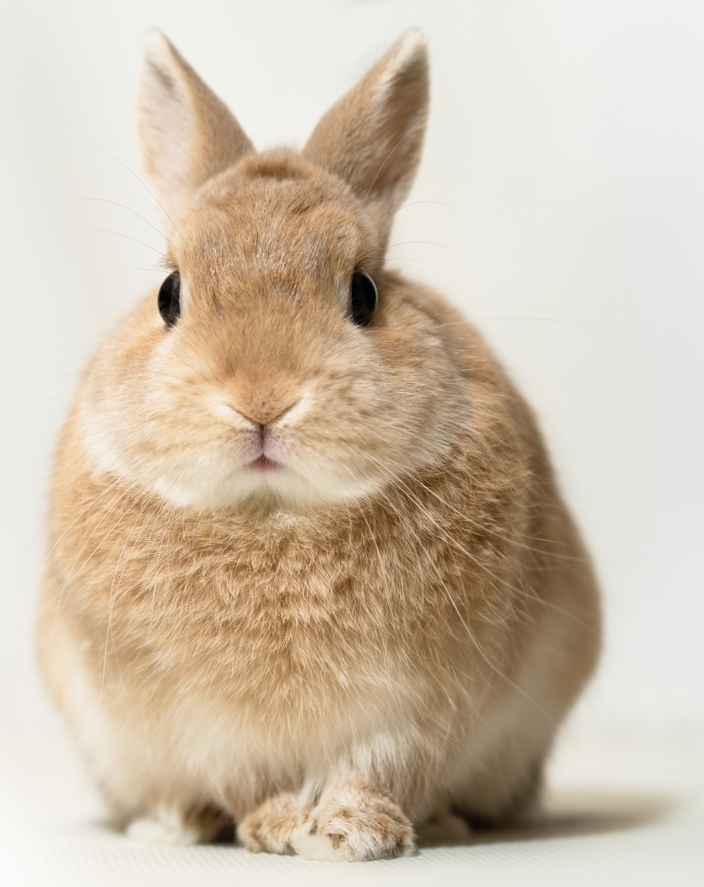 うさぎ のうっ滞 を解説 食欲不振 毛球症 歯ぎしり 動物病院