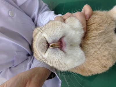 うさぎの歯が伸びている。食べない。キキ動物病院