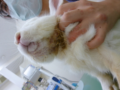 うさぎさんのよだれ。うさぎさんが食べない。不正咬合。歯が伸びている。キキ動物病院