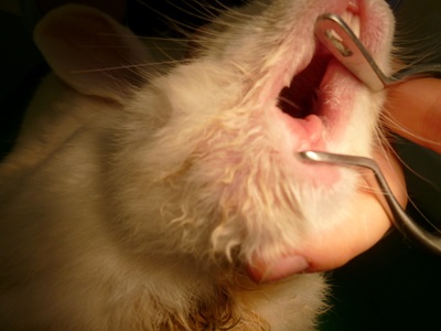 うさぎさんのよだれ。うさぎが食べない。不正咬合。歯が伸びている。キキ動物病院