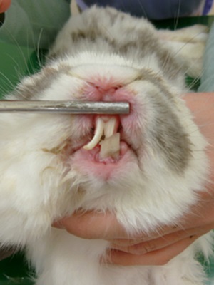 うさぎが食べない。歯が伸びている。キキ動物病院