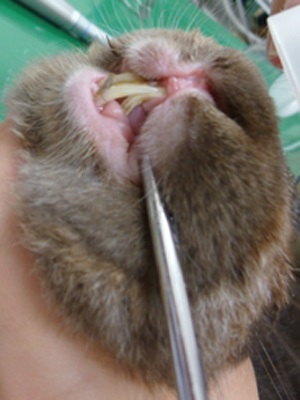 うさぎが食べない。歯が伸びている。キキ動物病院にて