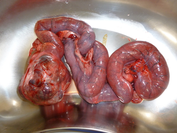 卵巣腫瘍と蓄膿した子宮.JPG