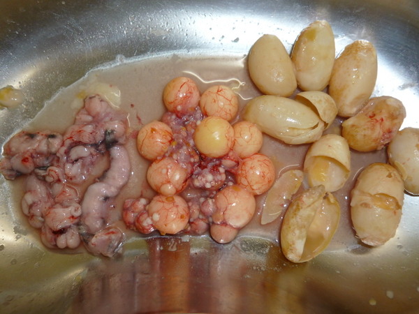 カメの卵詰まりを開腹手術で摘出した卵の写真。キキ動物病院撮影。