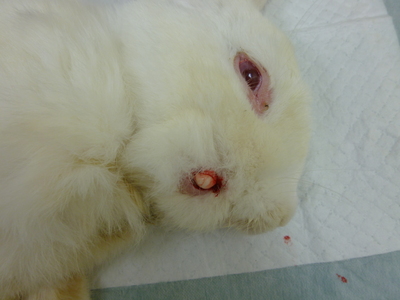 うさぎ膿瘍。食べない。あごが腫れている。キキ動物病院