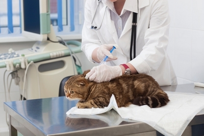 獣医師 猫注射。キキ動物病院