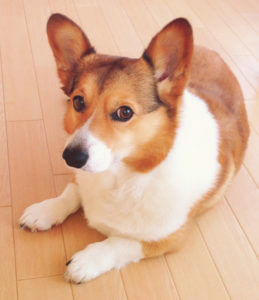 皮膚病 犬のアトピーなどの皮膚病には漢方やプロポリスの併用が効果が高い