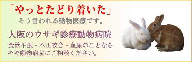 大阪のウサギ診療動物病院。食欲不振・不正咬合・血尿のことならキキ動物病院にご相談ください。