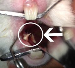 うさぎ専門治療のキキ動物病院撮影。うさぎの臼歯が伸びている写真。