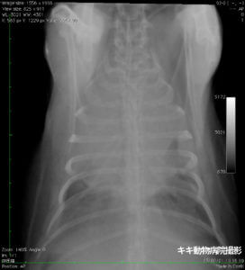 キキ動物病院撮影、うさぎの胸腺腫のレントゲン写真。