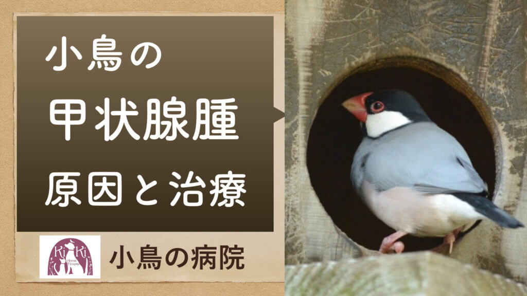 甲状腺腫 インコ 文鳥の呼吸が荒い 咳 呼吸音がある病気は突然死の危険