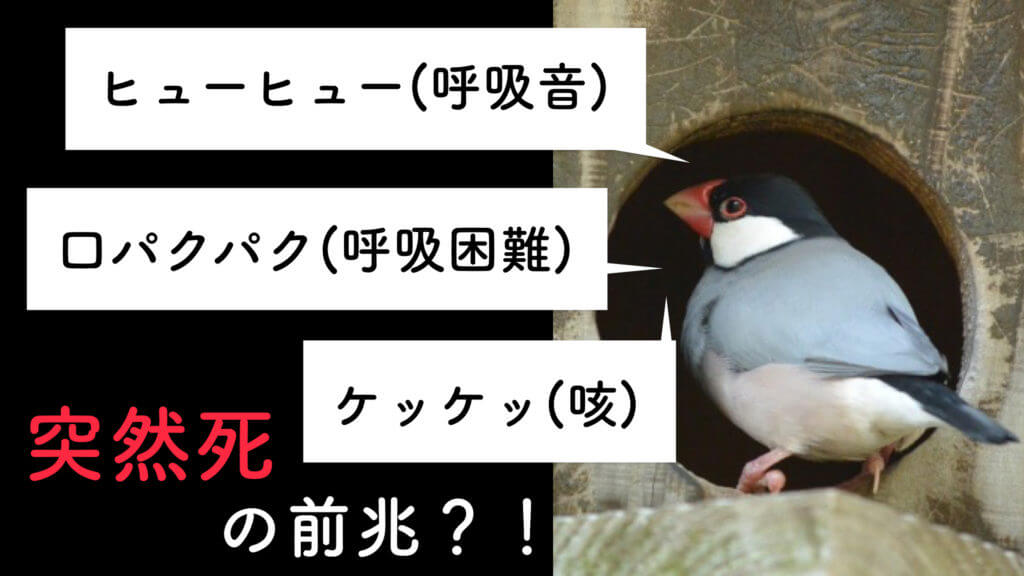 甲状腺腫 〜インコ・文鳥：鳥の咳や呼吸が荒いときや開口呼吸（呼吸困難）のときには突然死に要注意！【大阪堺‐小鳥の病院】