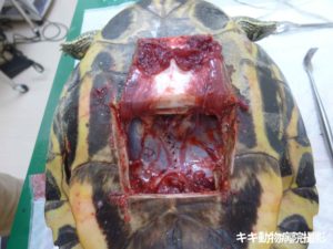 大阪堺市、爬虫類と亀の病院のキキ動物病院による、亀の卵詰まりの手術時の写真。