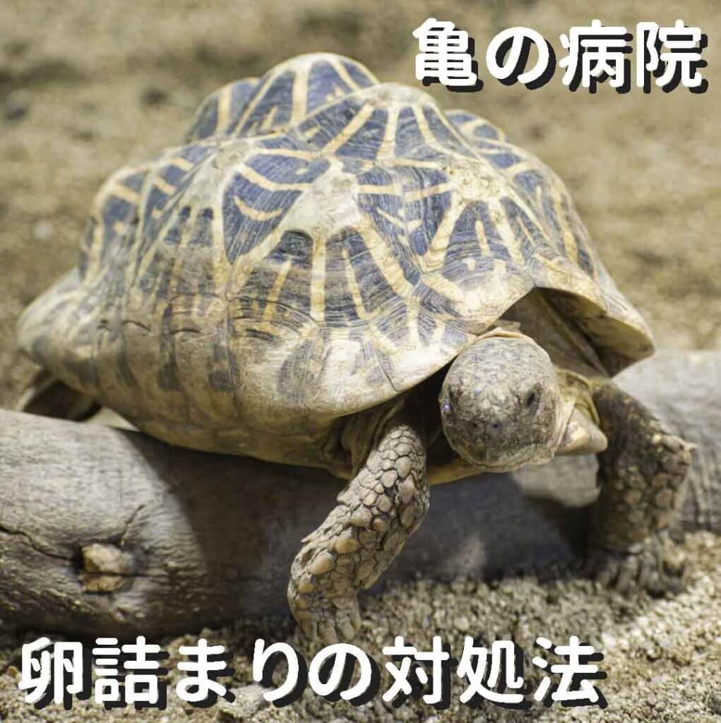亀 の卵詰まり 症状と対処法 手術実績レポ 大阪堺 爬虫類 亀の病院