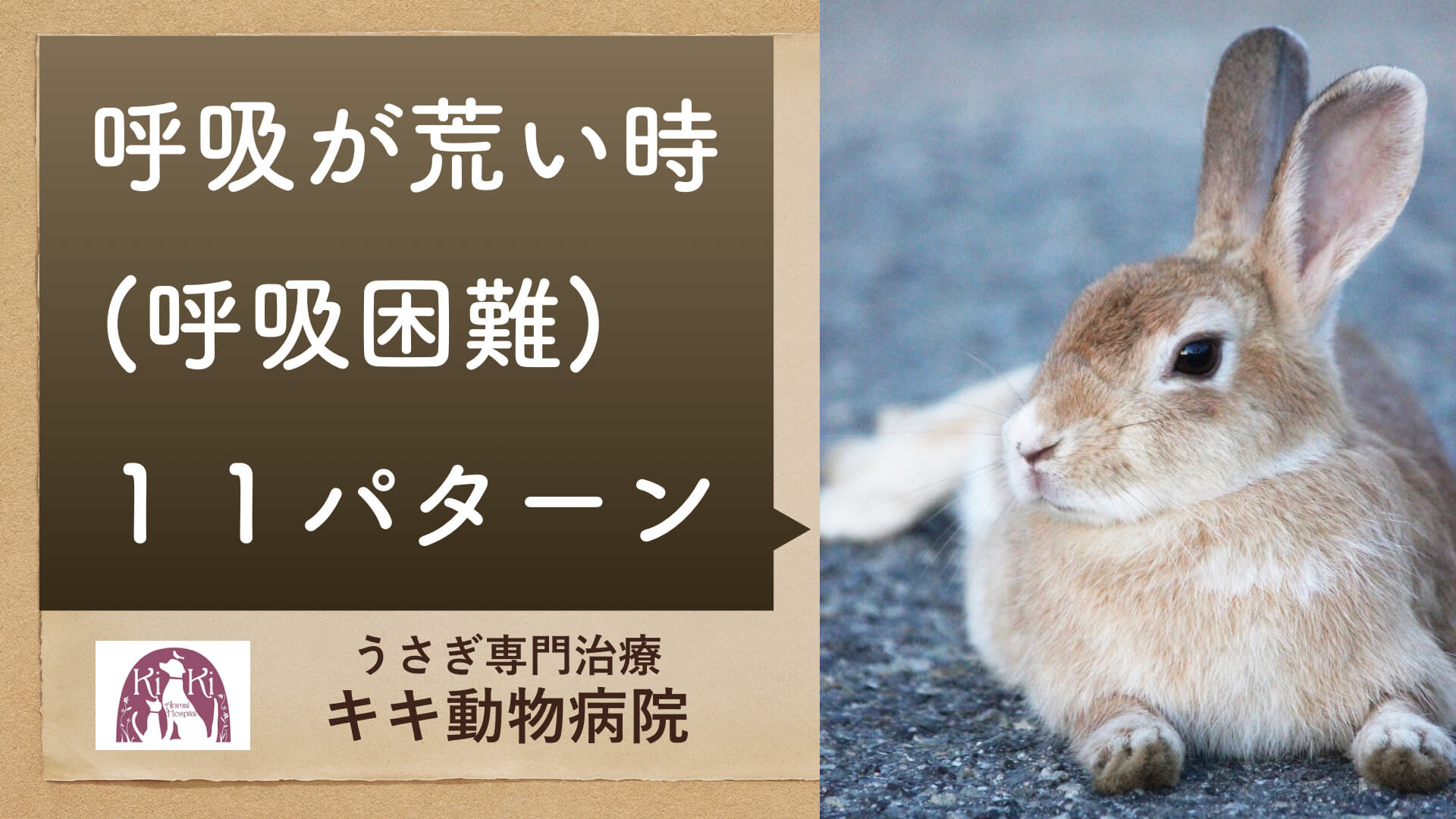 うさぎ