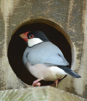 甲状腺腫 インコ 文鳥の呼吸が荒い 咳 呼吸音がある病気は突然死の危険