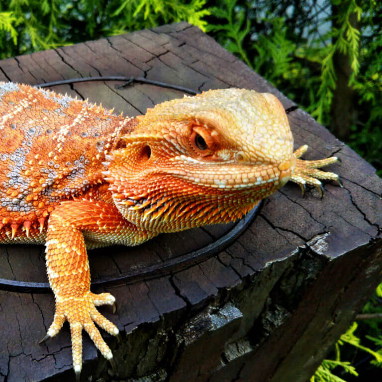 爬虫類の代謝性骨疾患